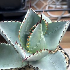 アガベ　ドラゴントゥース　子株の画像