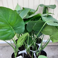観葉植物　モンステラ