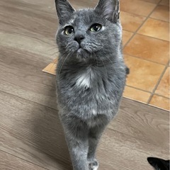 トライアル中　おっとりオトちゃん🐱グレー