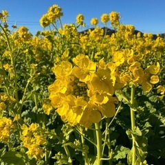 お花が好きな人！写真撮りに行きましょう🌸