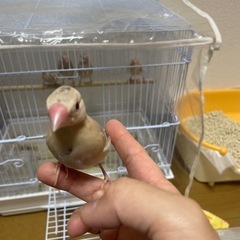 シナモン文鳥の雛の里親募集です。 - その他