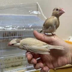シナモン文鳥の雛の里親募集です。 - 里親募集