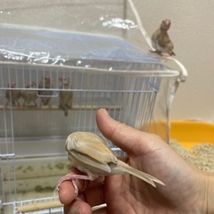 シナモン文鳥の雛の里親募集です。 − 大阪府
