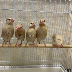 シナモン文鳥の雛の里親募集です。 - 高石市
