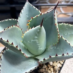 アガベ　ドラゴントゥース　子株の画像