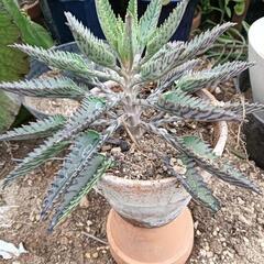 多肉植物１鉢