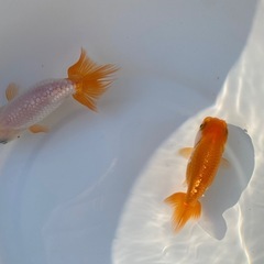 （2504）宇野系らんちゅう 明3歳魚2匹セット　8cm〜9.5cm   の画像