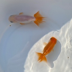 （2504）宇野系らんちゅう 明3歳魚2匹セット　8cm〜9.5cm   の画像
