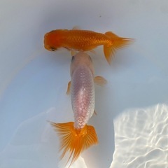 （2504）宇野系らんちゅう 明3歳魚2匹セット　8cm〜9.5cm   の画像