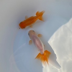 （2504）宇野系らんちゅう 明3歳魚2匹セット　8cm〜9.5cm   の画像