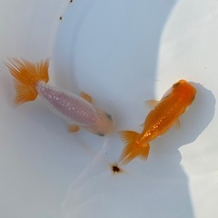 （2504）宇野系らんちゅう 明3歳魚2匹セット　8cm〜9.5cm   の画像