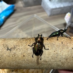 ニジイロクワガタ　ペアの画像