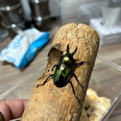ニジイロクワガタ　ペア