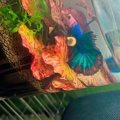 熱帯魚 ベタ