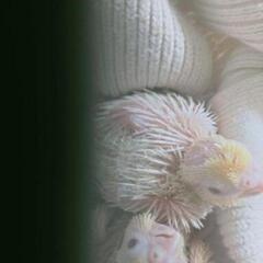 ありがとうございます。里親様決まりました。