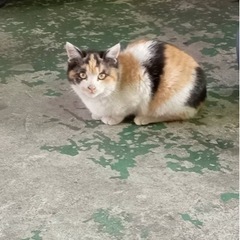4ヶ月の三毛猫ちゃん