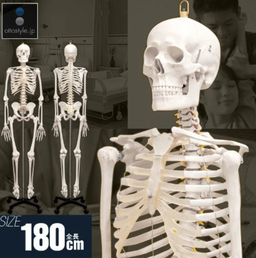 【売却済】人体模型 骨格模型 骨 等身大 身長約166cm 展示スタンド付き