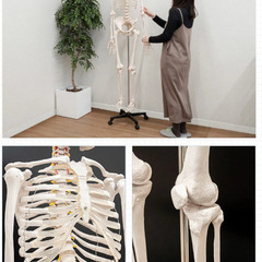 【売却済】人体模型 骨格模型 骨 等身大 身長約166cm 展示スタンド付き の画像