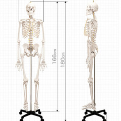 【売却済】人体模型 骨格模型 骨 等身大 身長約166cm 展示スタンド付き の画像