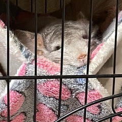 チンチラの里親を募集してます。