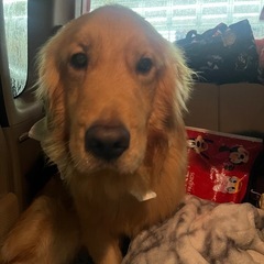 決定🌸ゴールデンレトリバー⚾️ - 犬