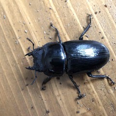 オオクワガタ㉛ ♂76mm♀51mm ペア 能勢YG 新成虫 (たかちん) 甲子園口のその他の中古あげます・譲ります｜ジモティーで不用品の処分