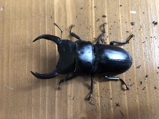 新成虫☆能勢YG血統☆国産オオクワガタ♂78ミリ♀48ミリペア販売！！ - 昆虫家
