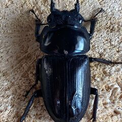 ⑲　国産オオクワガタ  ペアー　♂72mm　♀47mmの画像