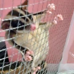 フクロモモンガ等を飼っている方へ