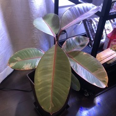観葉植物
