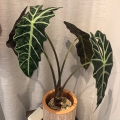 観葉植物