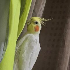 Bird Land 初期メンバー募集