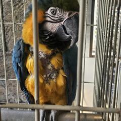Bird Land 初期メンバー募集 − 千葉県