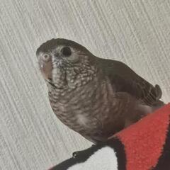 Bird Land 初期メンバー募集 - 船橋市