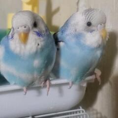 Bird Land 初期メンバー募集 - 友達