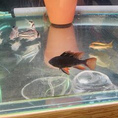 プラティ 熱帯魚 (yuzu) 五十市のその他の中古あげます・譲ります｜ジモティーで不用品の処分