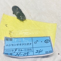 ④ムシモンオオクワガタ   新成虫ペアの販売の画像
