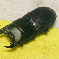 ④ムシモンオオクワガタ   新成虫ペアの販売の画像