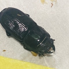 ⑤ムシモンオオクワガタ   新成虫ペアの販売の画像