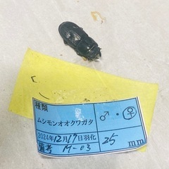 ⑤ムシモンオオクワガタ   新成虫ペアの販売の画像