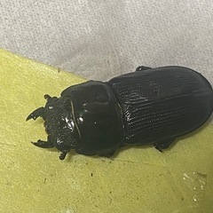 ⑥ムシモンオオクワガタ   新成虫ペアの販売の画像