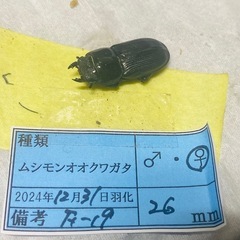 ⑥ムシモンオオクワガタ   新成虫ペアの販売の画像