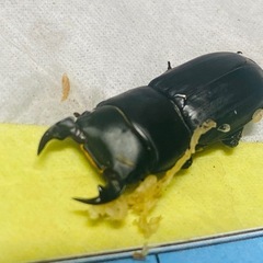 ⑥ムシモンオオクワガタ   新成虫ペアの販売の画像