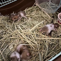 ゴールデンハムスターの里親さん募集の画像
