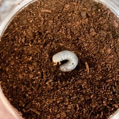 ゴホンヅノカブト幼虫×6