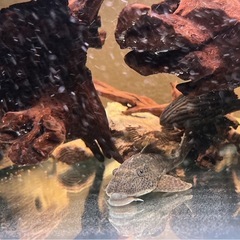 トリニダードプレコ　熱帯魚　アクアリウム　淡水魚　の画像