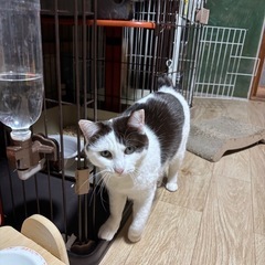 ピンクのお鼻がかわいいですよ - 里親募集