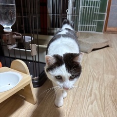 ピンクのお鼻がかわいいですよ − 岡山県