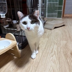 ピンクのお鼻がかわいいですよ - 猫