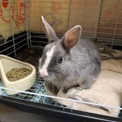 子うさぎ